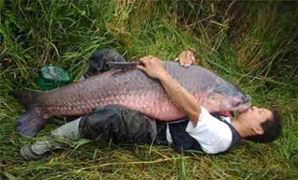 Nice Carp :)